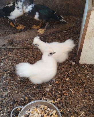 Galline Moroseta
