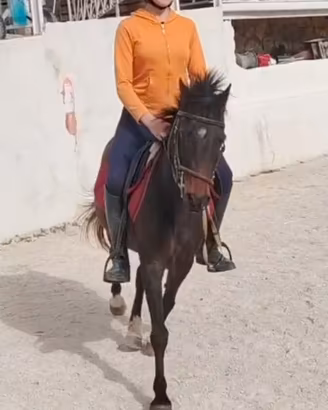 Pony