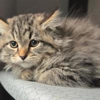 Gatto siberiano maschio cucciolo no allergia
