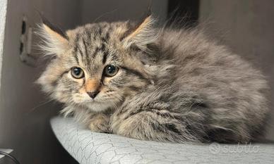 Gatto siberiano maschio cucciolo no allergia