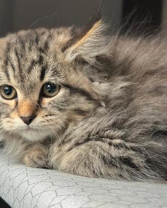 Gatto siberiano maschio cucciolo no allergia