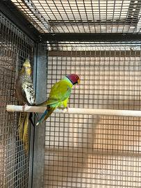 Parrocchetti testa di prugna