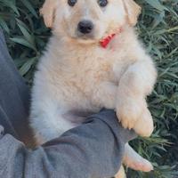 Cucciole simil Golden