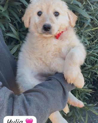 Cucciole simil Golden