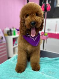 Barbone gigante rosso