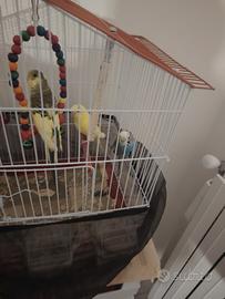 Cocoriti riproduttivi e pulli