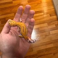 Geco Leopardino Normal 4 mesi