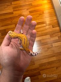 Geco Leopardino Normal 4 mesi