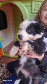 Cuccioli di border collie