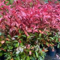 Photinia