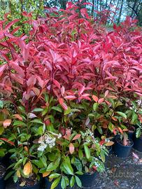 Photinia