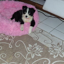 Disponibili cucciola di border colli