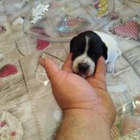 Pointer puro bianco nero maschio