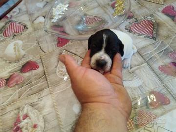 Pointer puro bianco nero maschio