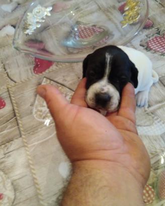 Pointer puro bianco nero maschio