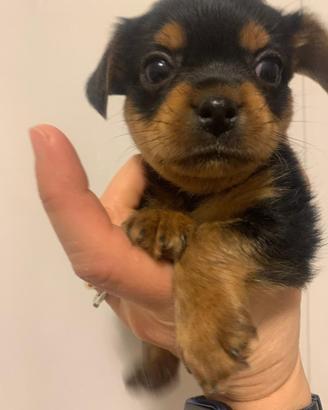 Yorkshire terrier cucciolo