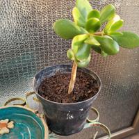 Pianta  Crassula ovata o Albero di Giada