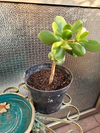 Pianta  Crassula ovata o Albero di Giada