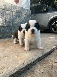 Cuccioli di san bernardo