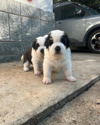 Cuccioli di san bernardo