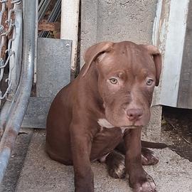 Ultimo cucciolo di American Pitbull terrier UKC