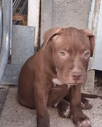 Ultimo cucciolo di American Pitbull terrier UKC
