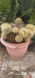 Cuscino della suocera (Echinocactus grusonii)