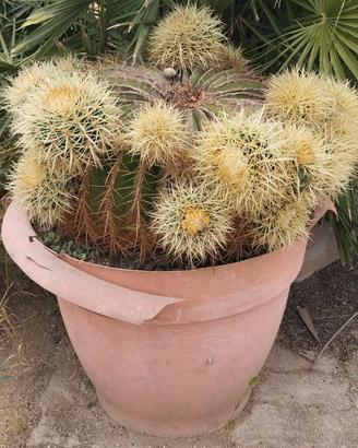 Cuscino della suocera (Echinocactus grusonii)