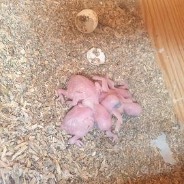 Parrocchetto dal collare