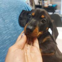 Cuccioli di bassotto nano focato fulvi o cioccolat