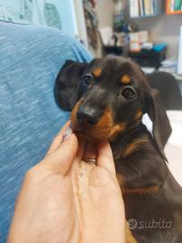 Cuccioli di bassotto nano focato fulvi o cioccolat