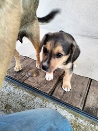 Cucciolo cane piccola taglia