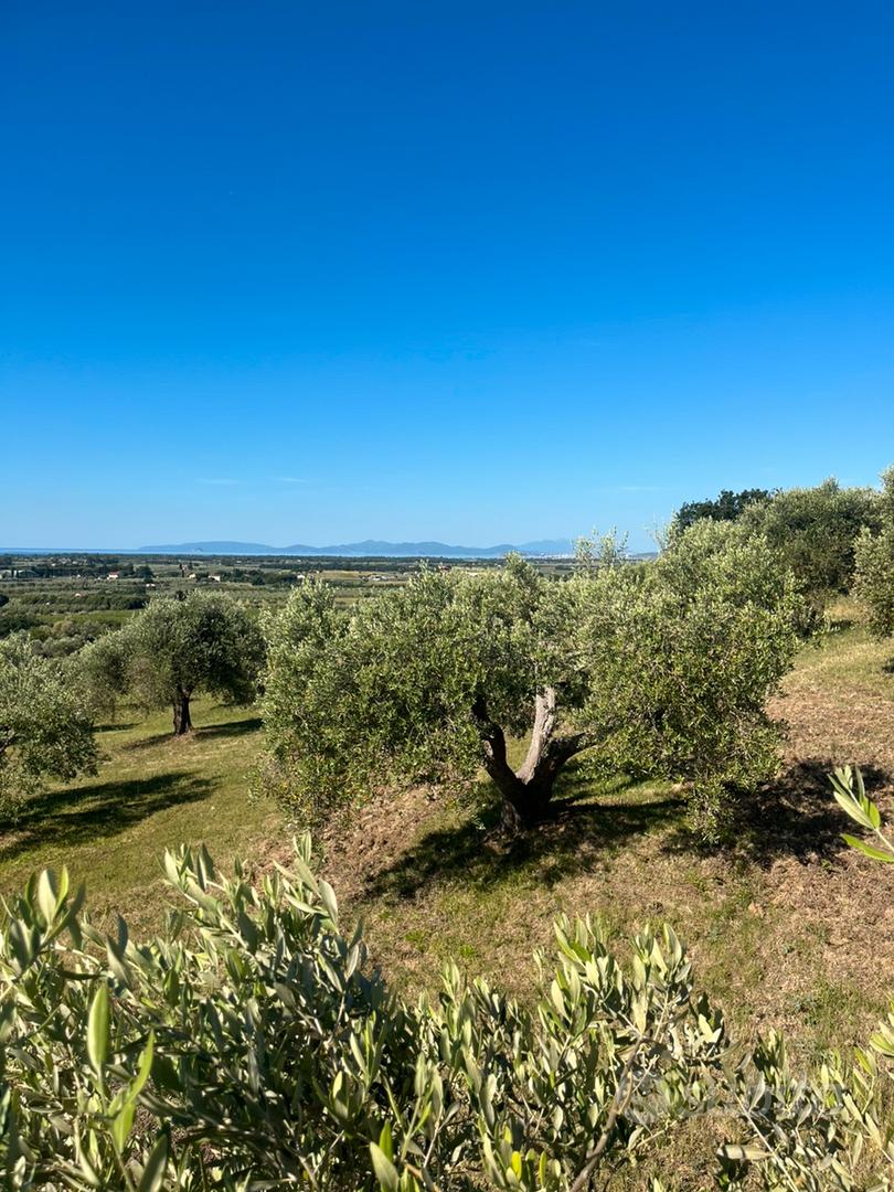 Oliveto di pregio - Vista 3