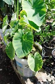 Pianta alocasia pianta acquatica