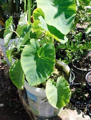 Pianta alocasia pianta acquatica