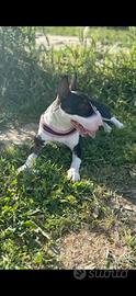 Cucciolata mini bull terrier