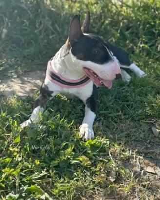 Cucciolata mini bull terrier