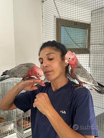 Baby Pappagallo Cacatua Rosecapilla