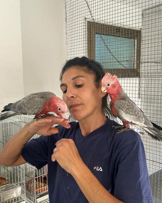Baby Pappagallo Cacatua Rosecapilla