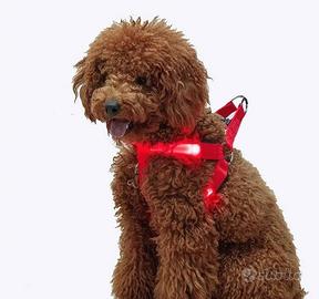 Imbracatura di sicurezza luminosa per cani - Tg. L