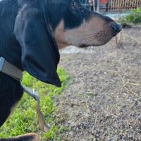 Cucciolo di 8 mesi segugio italiano