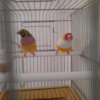 Diamanti del gould