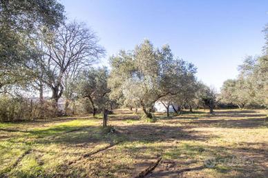 TER. AGRICOLO A PALOMBARA SABINA