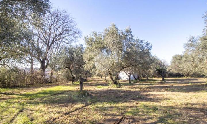 TER. AGRICOLO A PALOMBARA SABINA