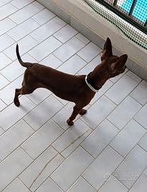Cucciolo di Pinscher toy