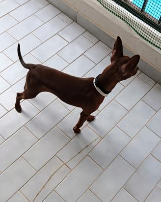 Cucciolo di Pinscher toy