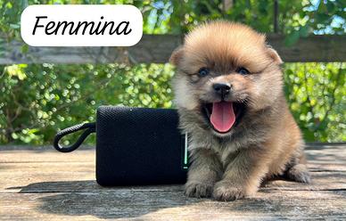 Spitz di Pomerania ,volpino tedesco