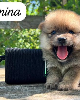 Spitz di Pomerania ,volpino tedesco