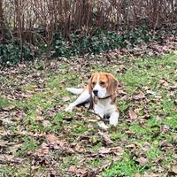 Beagle disponibile per monta