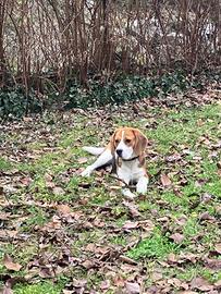 Beagle disponibile per monta